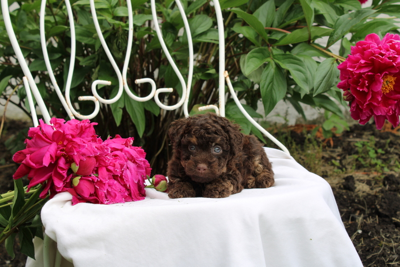 puppy, for, sale, , Matthew B. Stoltzfus, dog, breeder, Gap, PA, dog-breeder, puppy-for-sale, forsale, nearby, find, puppyfind, locator, puppylocator, aca